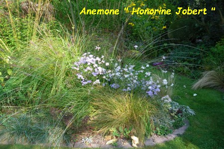 Anemone_Honorine_Jobert_MA.jpg