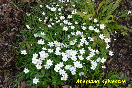 Anemone_Sylvestre.JPG