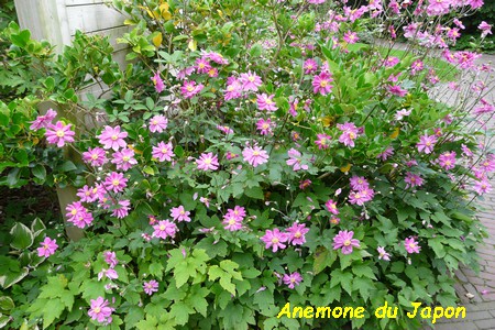 Anemone_du_Japon.JPG