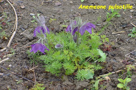 Anemone_pulsatille.jpg