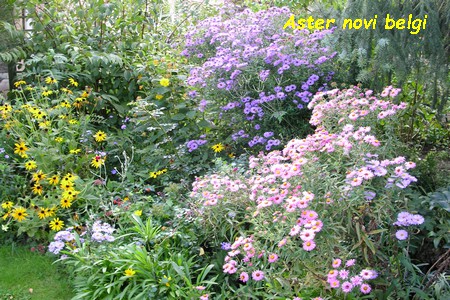 Aster_novi_belgii.jpg