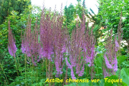 Astilbe_chinensis_var_taquet_MA.jpg