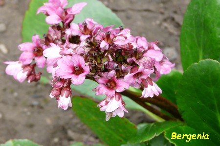 Bergenia.JPG