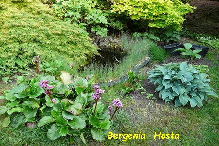 Bergenia_Hosta.JPG