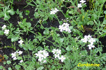 Cardamine.JPG