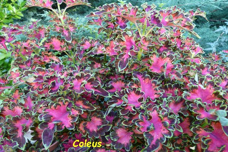 Coleus_2.JPG