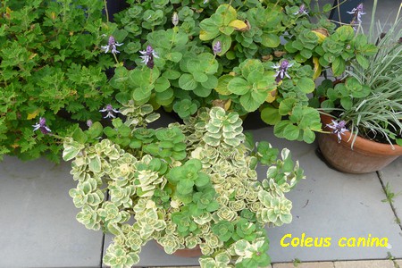 Coleus_canina.JPG