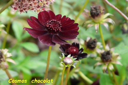 Cosmos_chocolat.JPG