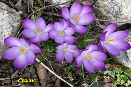 Crocus_2.JPG