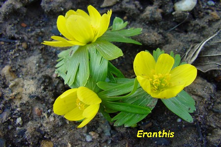 Eranthis.jpg