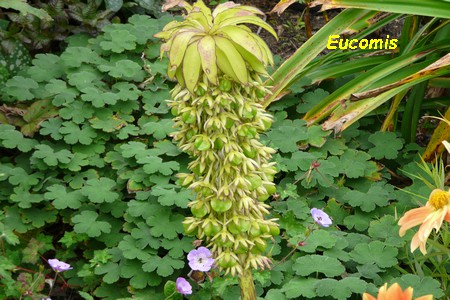 Eucomis.JPG