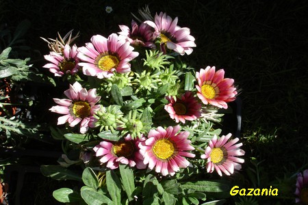 Gazania.JPG