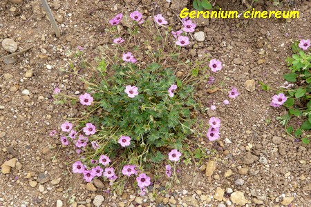 Geranium_cinereum.JPG