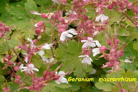 Geranium_macrorrhizum.JPG