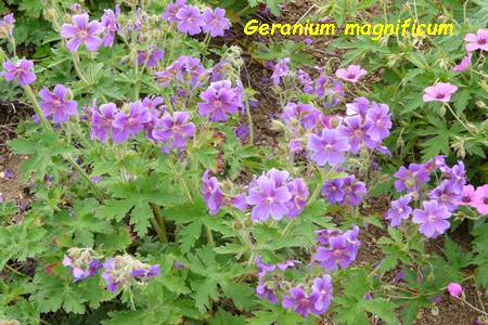 Geranium_magnificum.JPG