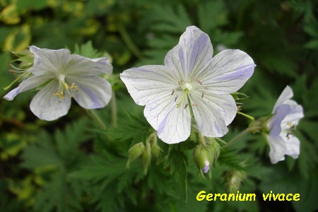 Geranium_vivace.JPG