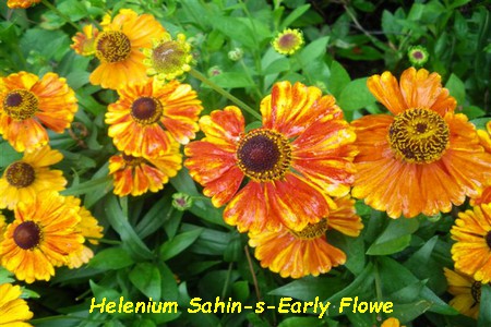 Helenium_Sahin_s_Early_Flowe_MA.jpg