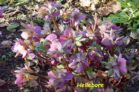 Hellebore.jpg