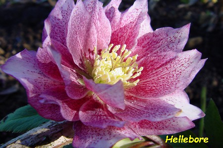 Hellebore_2.jpg