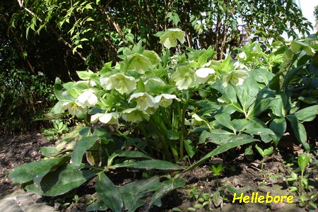 Hellebore_3.JPG