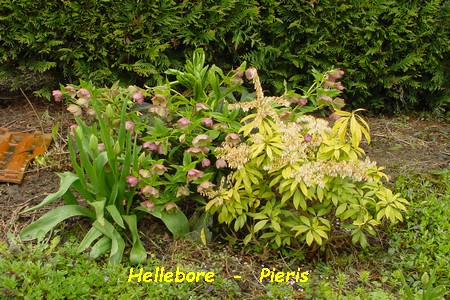 Hellebore_et_pieris.jpg