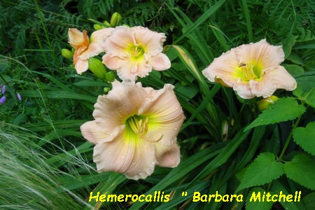 Hemerocallis_Barbara_Mitchell.jpg