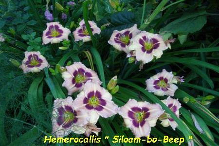 Hemerocallis_Siloam_bo_Beep.jpg