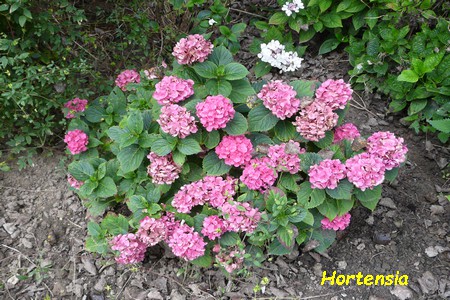 Hortensia.JPG