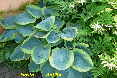 Hosta_Astilbe.JPG