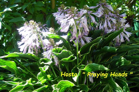 Hosta_Praying_Hands_MA.jpg