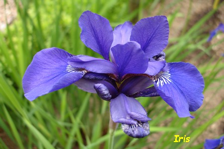 Iris.JPG