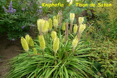 Kniphofia.JPG