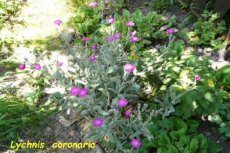 Lychnis_coronaria.JPG