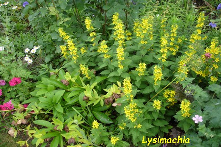 Lysimachia.JPG