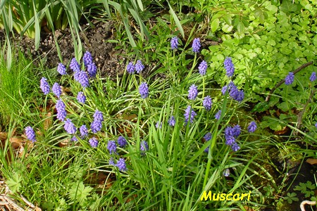 Muscari.jpg