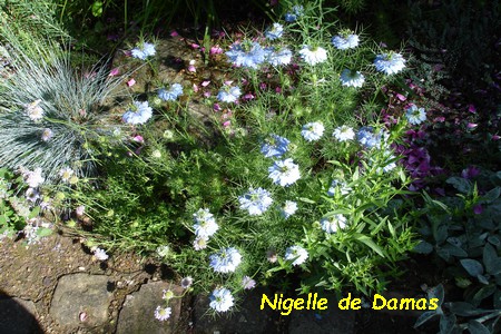 Nigelle_de_Damas.JPG