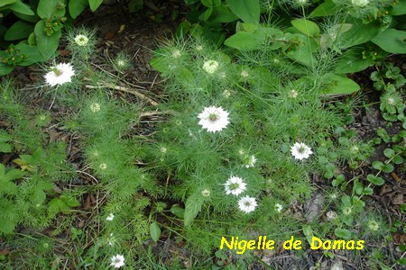 Nigelle_de_Damas_2.JPG