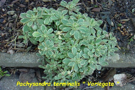 Pachysandra_terminalis_Variegata.jpg