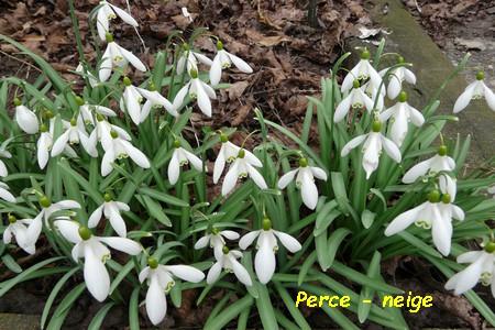 Perce_neige_2.JPG