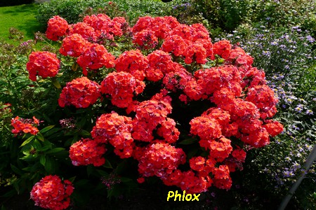 Phlox.JPG