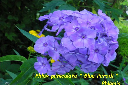 Phlox_paniculata_Blue_Paradi_MA.jpg