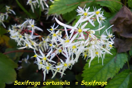 Saxifraga_cortusifolia.jpg