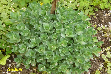 Sedum_4.JPG