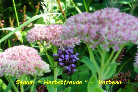 Sedum_Herbstfreude_Verbena.jpg