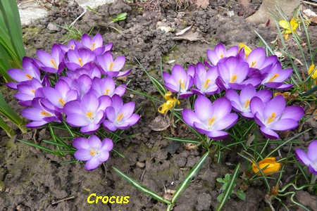 crocus.JPG