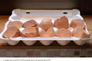 COQUILLE_OEUFS.jpg