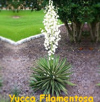 YUCCA_FILAMENTOSA.jpg