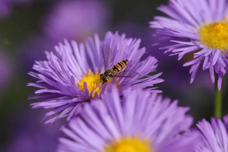 Aster_2.jpg