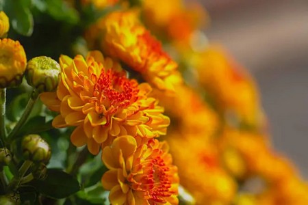 Chrysantheme.jpg