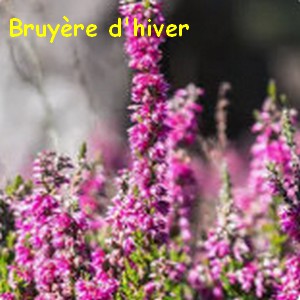 bruyere_hiver.jpg